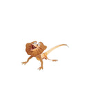 Doodads Frilled Lizard 3D Postcard