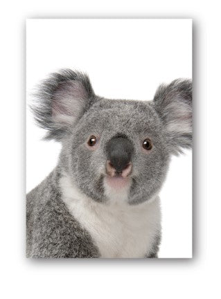 Magnet Koala