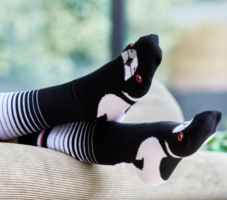 Socks Magpie