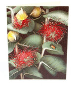 Boxed Cards Gum Bug