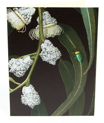 Boxed Cards Gum Bug