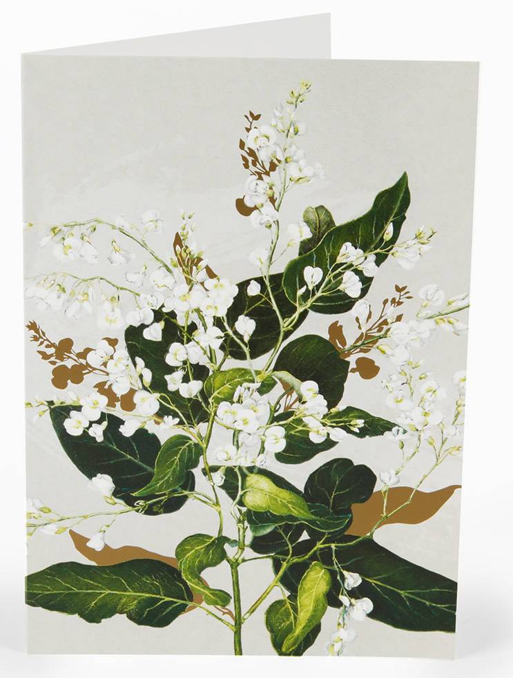 Card Hardenbergia