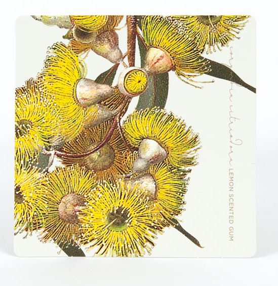 Coasters Eucalypts