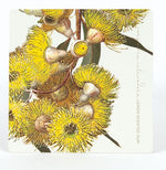 Coasters Eucalypts