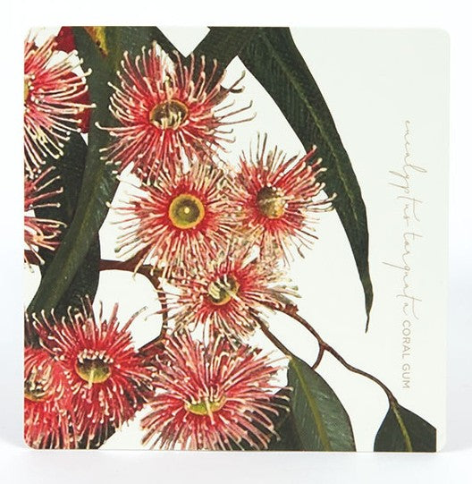 Coasters Eucalypts