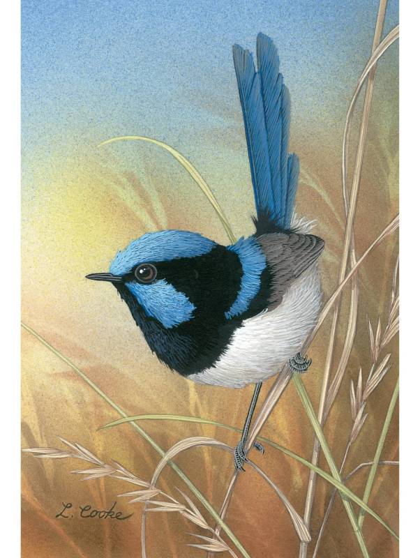Card Superb Blue Wren
