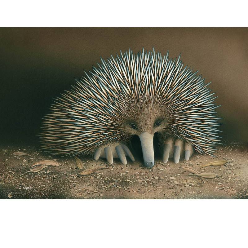 Card Echidna