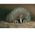 Card Echidna