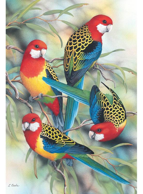Card Eastern Rosellas