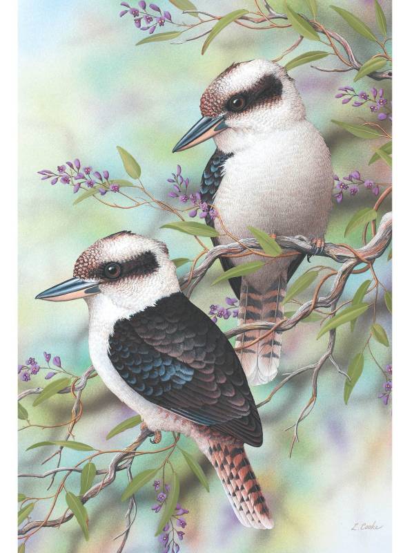 Card Kookaburra on Hardenbergia