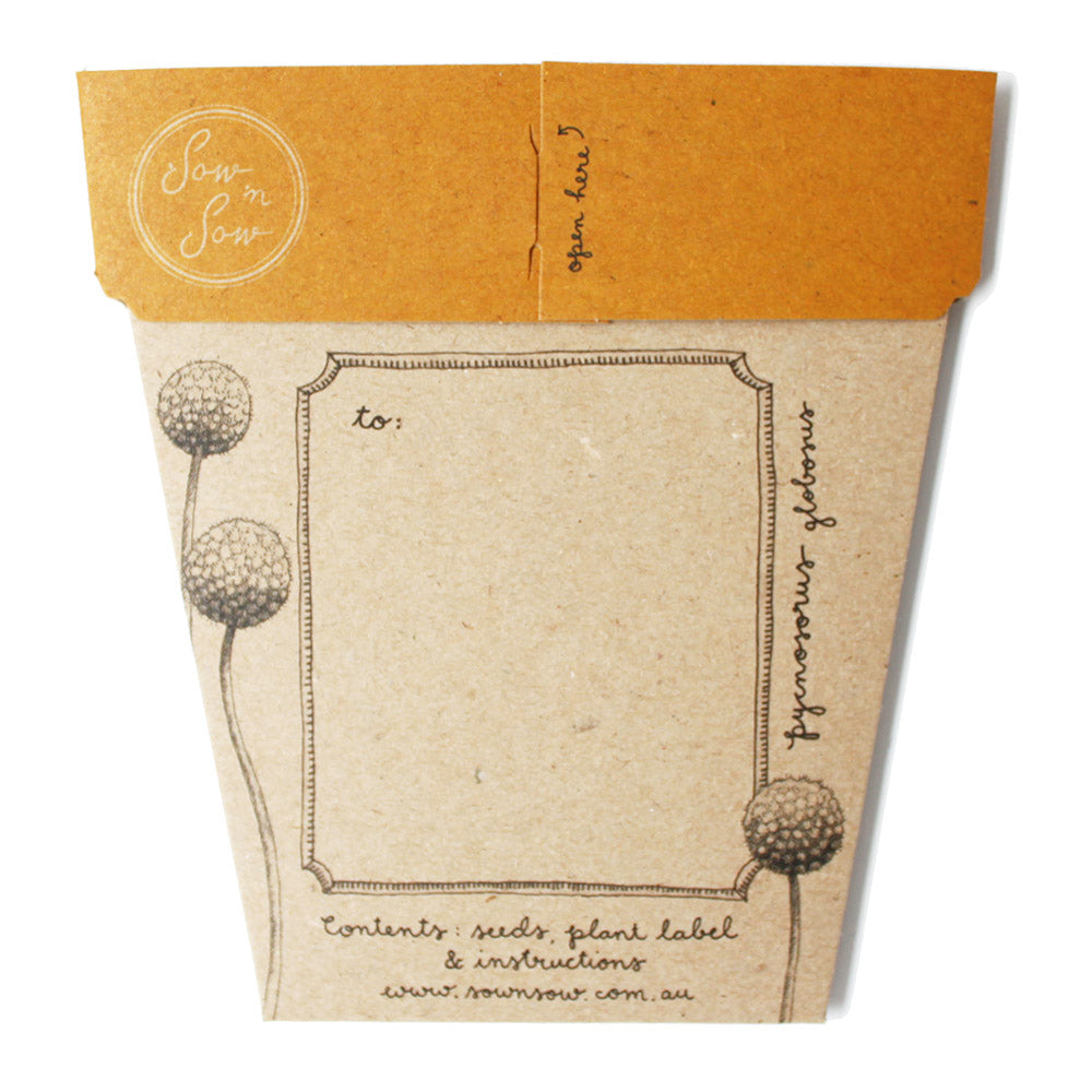 Seed Gift Billy Button