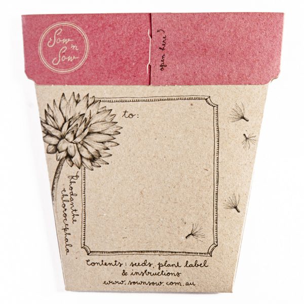 Seed Gift Everlasting Daisy