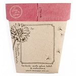 Seed Gift Everlasting Daisy