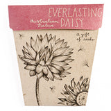 Seed Gift Everlasting Daisy
