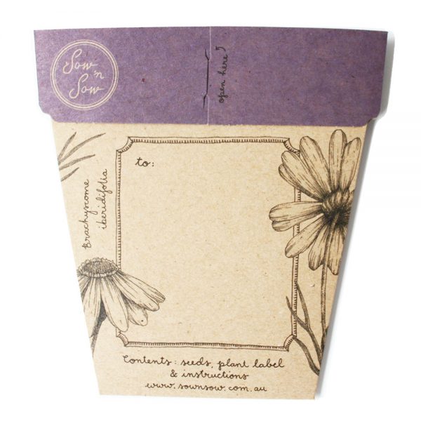 Seed Gift Swan River Daisy