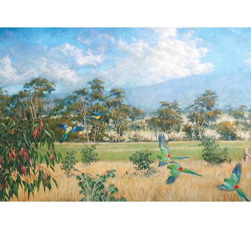 Card Aust Parrots In The Landscape