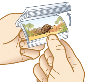 Flippin Fun Echidna