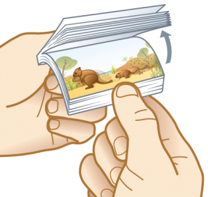 Flippin Fun Knockabout Quokkas